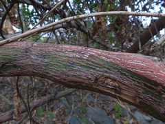 Ventilago denticulata