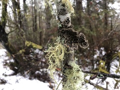 Lobaria anthraspis
