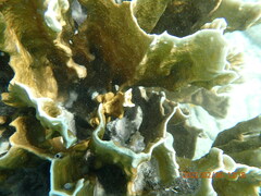 Millepora complanata