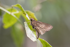Psoralis stacara