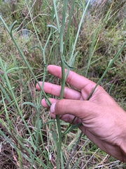 Hartwrightia floridana