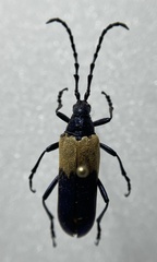 Desmocerus palliatus