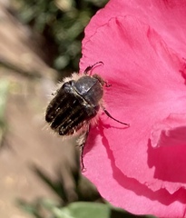 Tropinota squalida canariensis