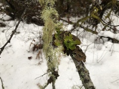 Lobaria pulmonaria
