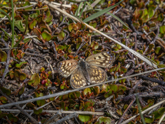 Lycaena