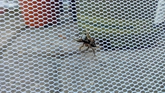 Habronattus pyrrithrix