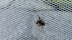 Habronattus pyrrithrix