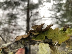 Lobaria pulmonaria