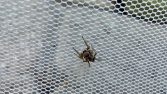 Habronattus pyrrithrix