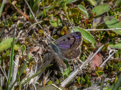 Lycaena tama