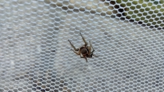 Habronattus pyrrithrix