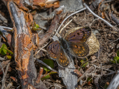 Lycaena tama