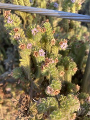 Phacelia ramosissima