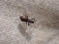 Andrion regensteinense