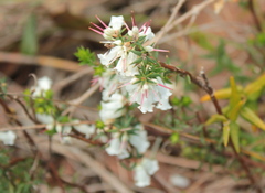 Epacris impressa
