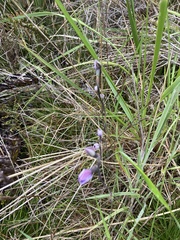 Thelymitra pulchella