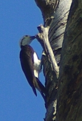 Melanerpes candidus