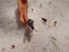 Andrion regensteinense