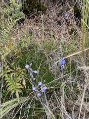 Thelymitra pulchella