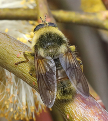 Criorhina