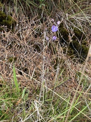 Thelymitra pulchella