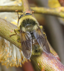 Criorhina
