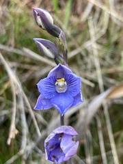 Thelymitra pulchella