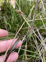 Thelymitra pulchella