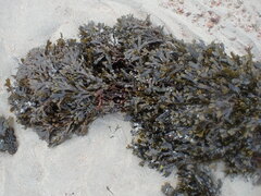Fucus vesiculosus