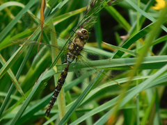 Rhionaeschna marchali