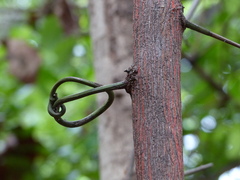 Ventilago denticulata
