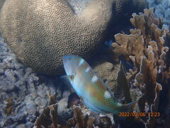 Halichoeres radiatus