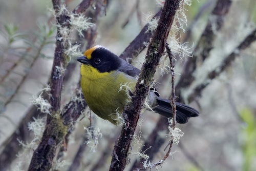Pale-naped Brushfinch (Atlapetes pallidinucha), photo 6