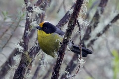 Atlapetes pallidinucha