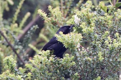 Diglossa lafresnayii