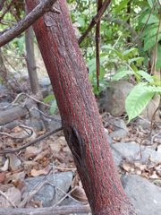 Ventilago denticulata