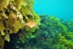 Meuschenia hippocrepis