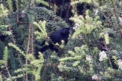 Diglossa lafresnayii