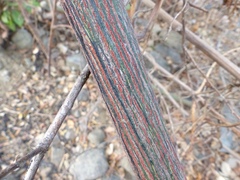 Ventilago denticulata