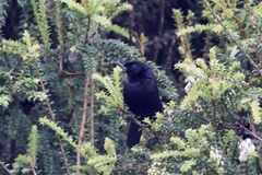 Diglossa lafresnayii