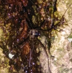 Dicranopalpus larvatus