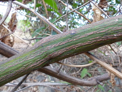 Ventilago denticulata