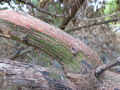 Ventilago denticulata