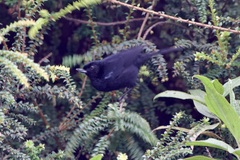 Diglossa lafresnayii