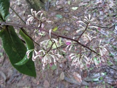 Ardisia