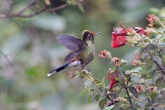 Chalcostigma herrani