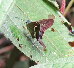 Aguna albistria