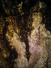 Dicranopalpus larvatus