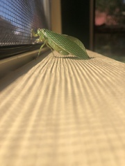 Cystosoma saundersii