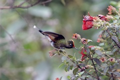 Chalcostigma herrani